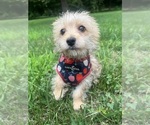 Small #6 Morkie