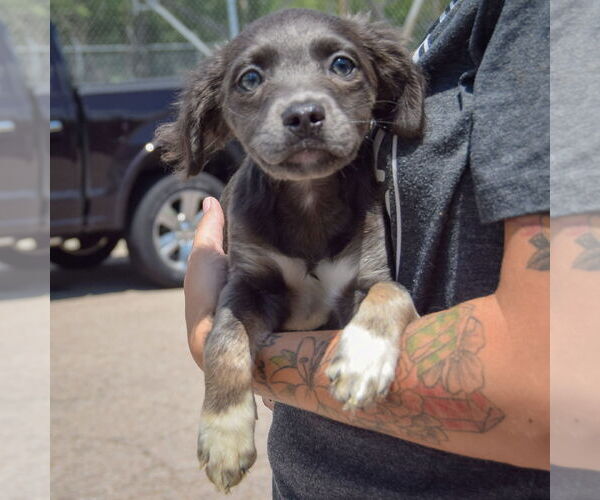 Medium Photo #3 Chion Puppy For Sale in Huntley, IL, USA