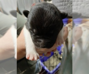 Akita Puppy for sale in ROLLA, MO, USA