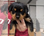 Small #11 Rottweiler
