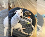 Small American Pit Bull Terrier-Labrador Retriever Mix