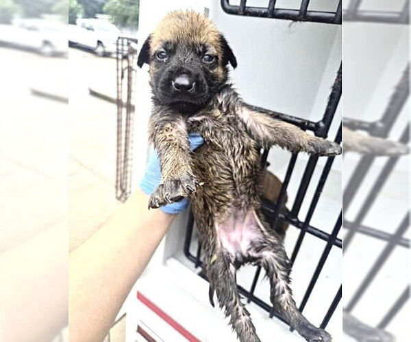 Medium Photo #1 German Shepherd Dog-Unknown Mix Puppy For Sale in Houston, TX, USA