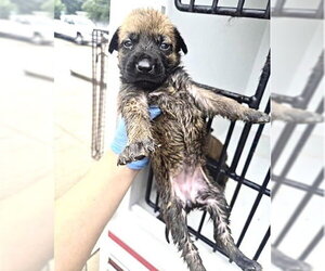 German Shepherd Dog-Unknown Mix Dogs for adoption in Houston, TX, USA