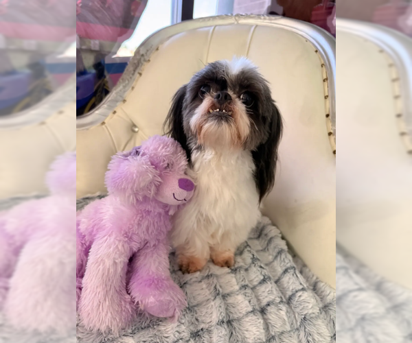 Medium Photo #3 Shih Tzu-Unknown Mix Puppy For Sale in Cranston, RI, USA