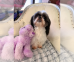 Small #2 Shih Tzu Mix