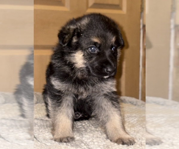 Medium Photo #10 German Shepherd Dog Puppy For Sale in SUMPTER TWP, MI, USA
