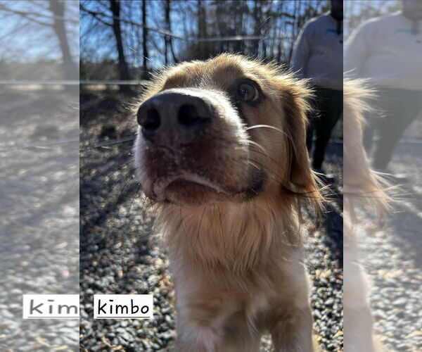 Medium Photo #2 Australian Shepherd-Retriever  Mix Puppy For Sale in Albemarle, NC, USA