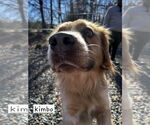 Small #1 Australian Shepherd-Retriever  Mix