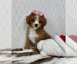 Small #3 Cavapoo (Miniature)