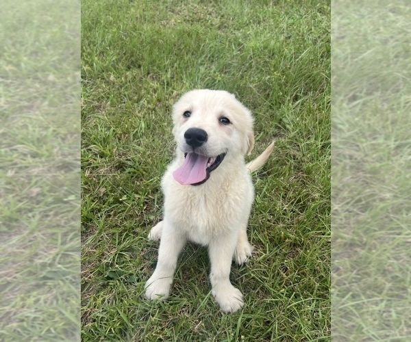 Medium Photo #20 English Cream Golden Retriever Puppy For Sale in BUSHNELL, FL, USA