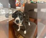 Small Labrador Retriever Mix