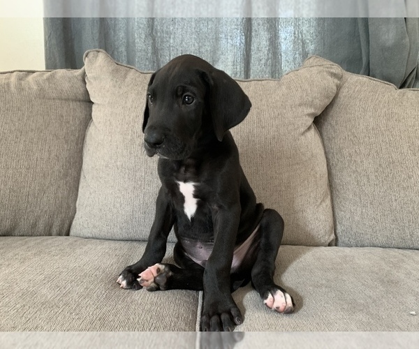 Medium Photo #4 Great Dane Puppy For Sale in CLOVER, SC, USA