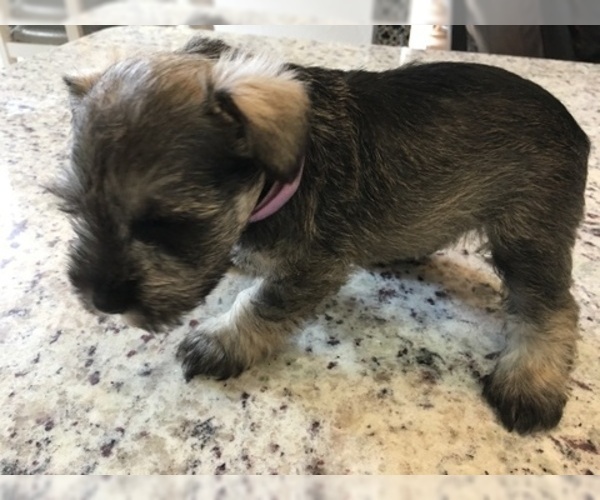Medium Photo #100 Schnauzer (Miniature) Puppy For Sale in VALRICO, FL, USA