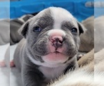Small Photo #6 American Bully Puppy For Sale in OLYMPIA, WA, USA