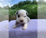 Small Photo #5 Australian Shepherd Puppy For Sale in MERIDIANVILLE, AL, USA