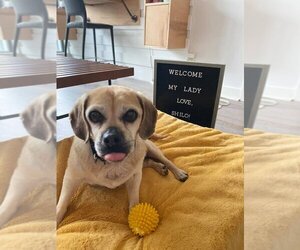 Puggle Dogs for adoption in Brights Grove, Ontario, Canada