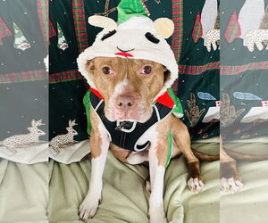Coco Ross - Male Staffordshire Bull Terrier-Unknown Mix Dog for Adoption - Photo #5