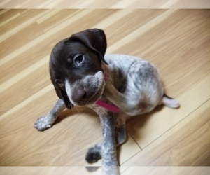 German Shorthaired Pointer Puppy for sale in ARDEN, NC, USA