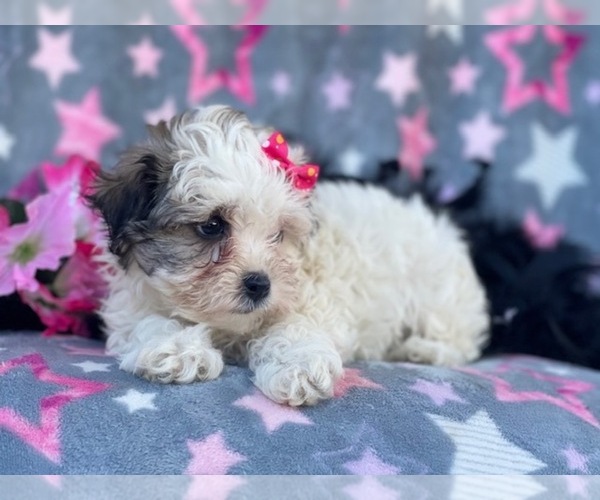 Medium Photo #9 Maltipoo Puppy For Sale in LAKELAND, FL, USA