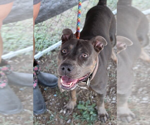 Medium Photo #2 Mutt Puppy For Sale in Abbeville, LA, USA