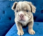 Small Photo #6 English Bulldog Puppy For Sale in CHATTANOOGA, TN, USA