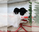 Small Photo #10 Goldendoodle Puppy For Sale in FORT MILL, SC, USA