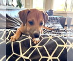 Small #4 Labrador Retriever Mix