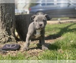 Small Photo #13 American Bully Puppy For Sale in OVERLAND, KS, USA