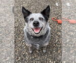 Small #2 Mutt