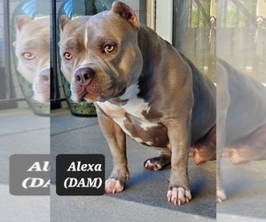 Mother of the American Bully puppies born on 06/05/2022
