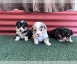 Small #15 Pembroke Welsh Corgi
