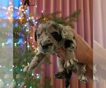 Small Photo #4 Labradoodle Puppy For Sale in ALBUQUERQUE, NM, USA