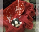 Small Photo #3 Boston Terrier Puppy For Sale in COVENTRY, RI, USA