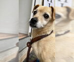 Small #2 Chihuahua Mix