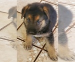 Small Photo #4 German Shepherd Dog Puppy For Sale in STOCKTON, CA, USA