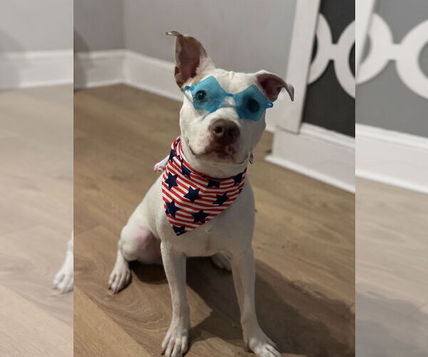 Medium Photo #5 Mutt Puppy For Sale in Philadelphia, PA, USA