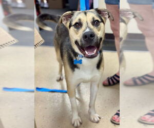 Mutt Dogs for adoption in Mundelein, IL, USA