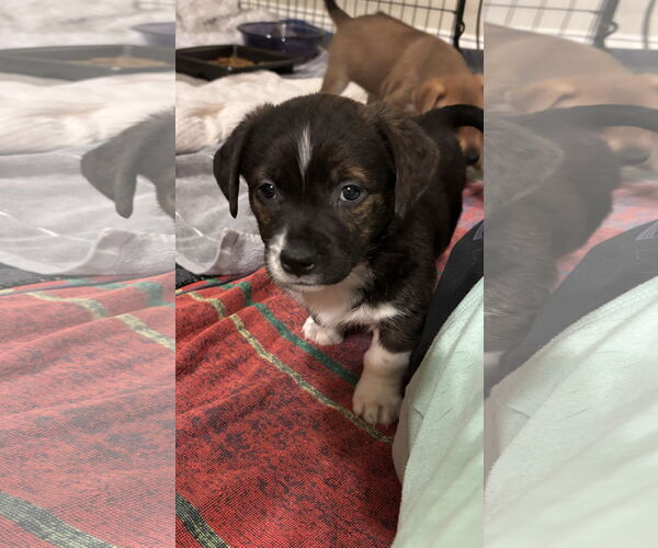 Medium Photo #2 Toy Rat Doxie Puppy For Sale in Holly Springs, NC, USA