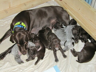 German Shorthaired Pointer Puppy for sale in STREETSBORO, OH, USA
