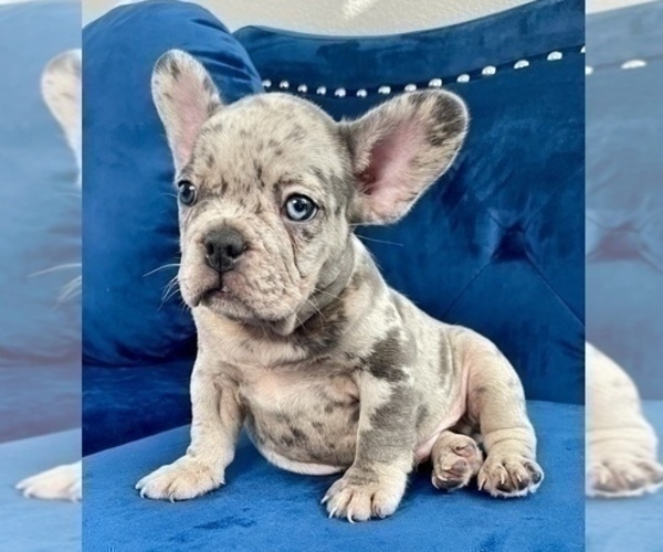 Medium Photo #2 French Bulldog Puppy For Sale in SANTA MONICA, CA, USA