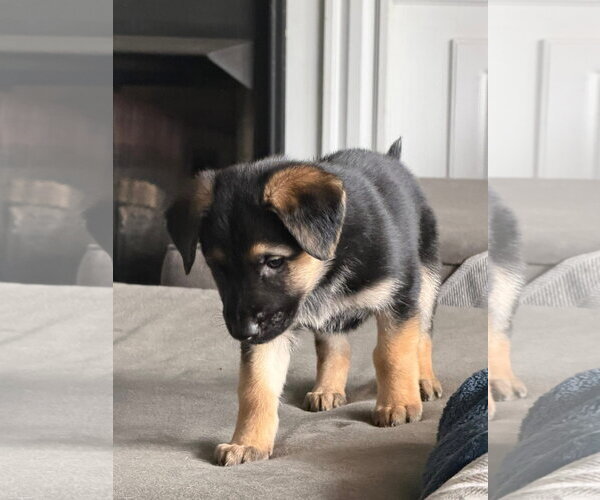 Medium Photo #2 Mutt Puppy For Sale in Germantown, OH, USA