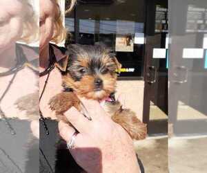 Yorkshire Terrier Puppy for sale in CRESTWOOD, KY, USA