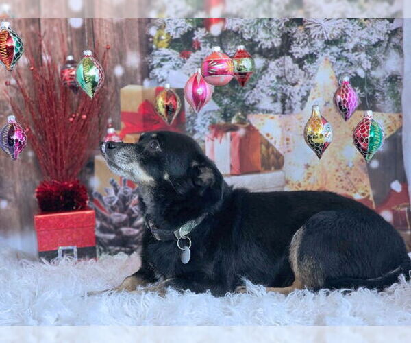 Medium Photo #6 Dachshund-Unknown Mix Puppy For Sale in Chino Hills, CA, USA