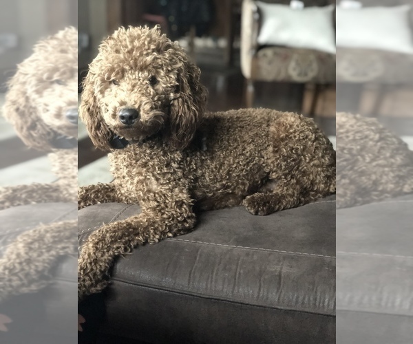 Medium Photo #1 Bernedoodle (Miniature) Puppy For Sale in PAXTON, IL, USA
