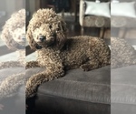 Small Photo #1 Bernedoodle (Miniature) Puppy For Sale in PAXTON, IL, USA