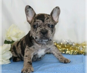 French Bulldog Puppy for sale in FREDERICKSBG, OH, USA