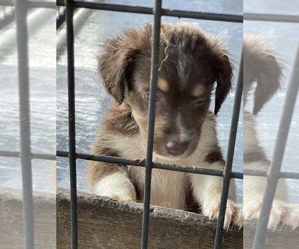 Medium Photo #3 Australian Shepherd Puppy For Sale in POLK CITY, FL, USA