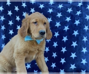 Golden Retriever Puppy for sale in LANCASTER, PA, USA