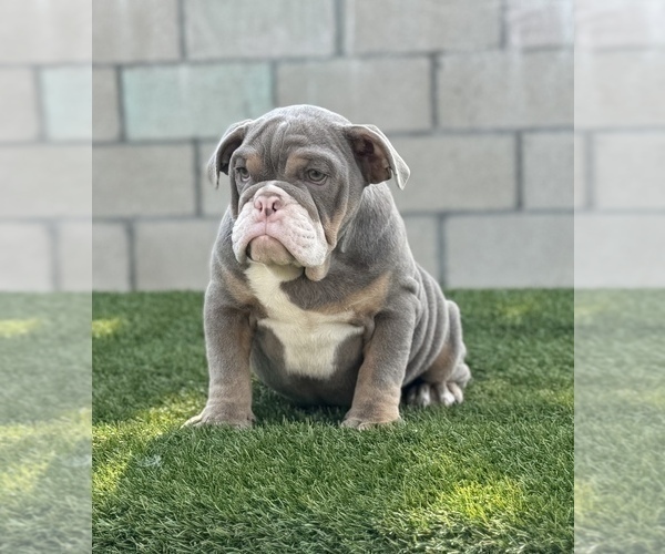Medium Photo #30 English Bulldog Puppy For Sale in DALLAS, TX, USA