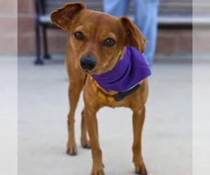 Chihuahua-Unknown Mix Dogs for adoption in San Antonio, TX, USA